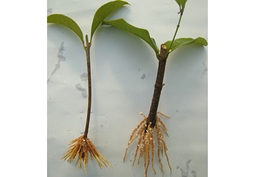 beat365(�й���)-Ψһ�ٷ���վ